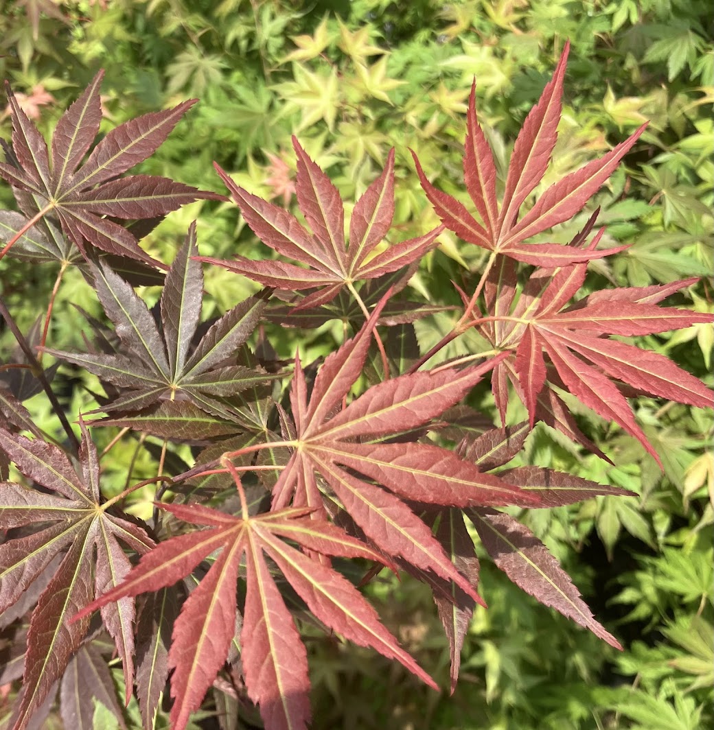 Acer palmatum 'Jeannie's Dream'
