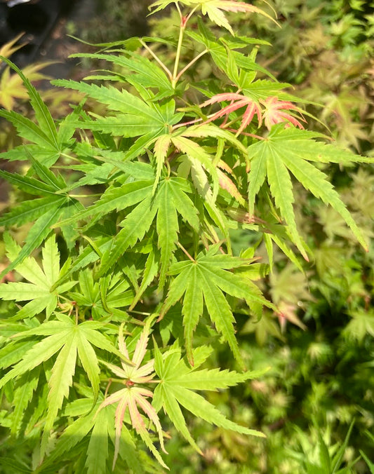 Acer palmatum "Tom Krenitsky's WB" RARE NEW RELEASE