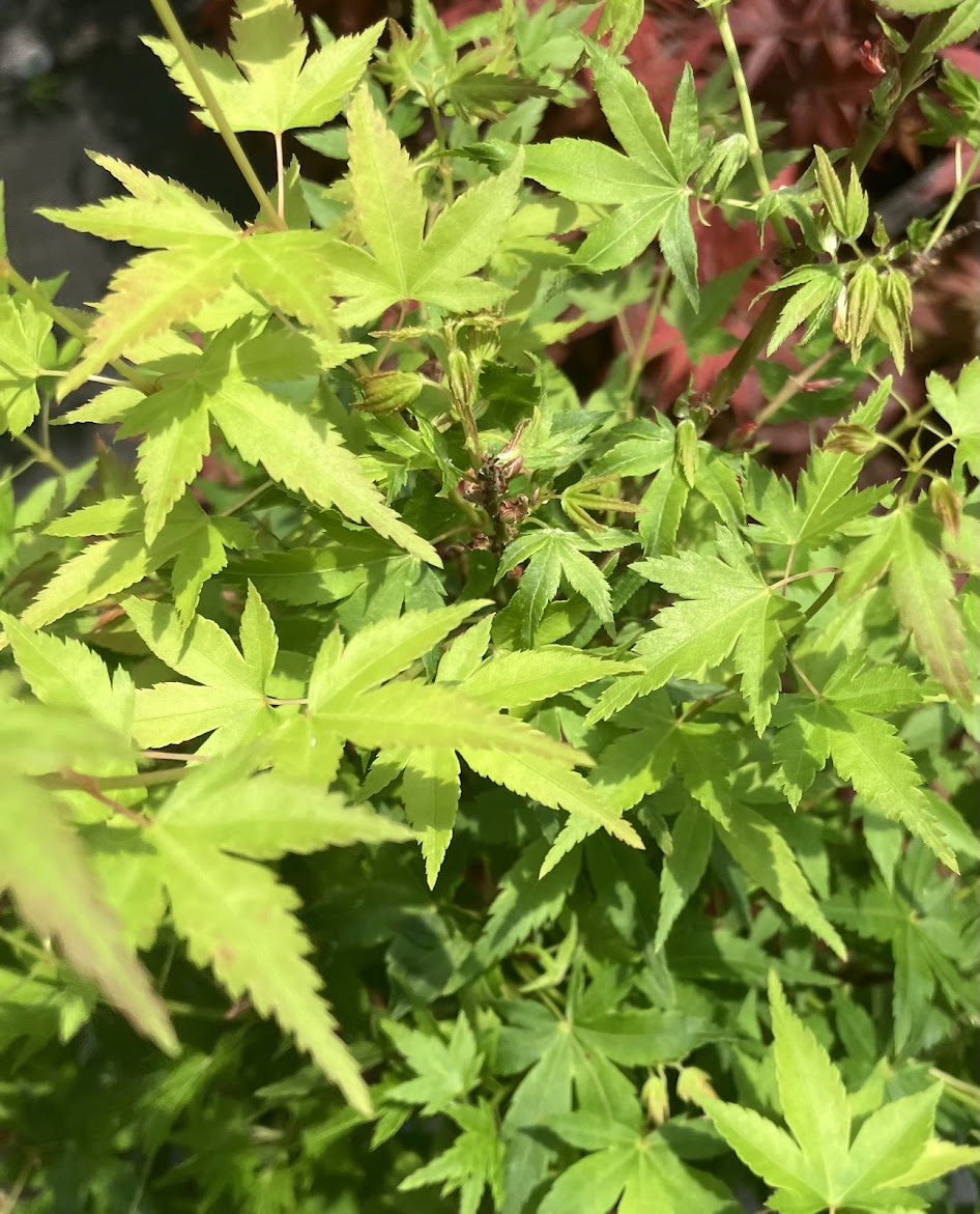 Acer palmatum 'Saiho'