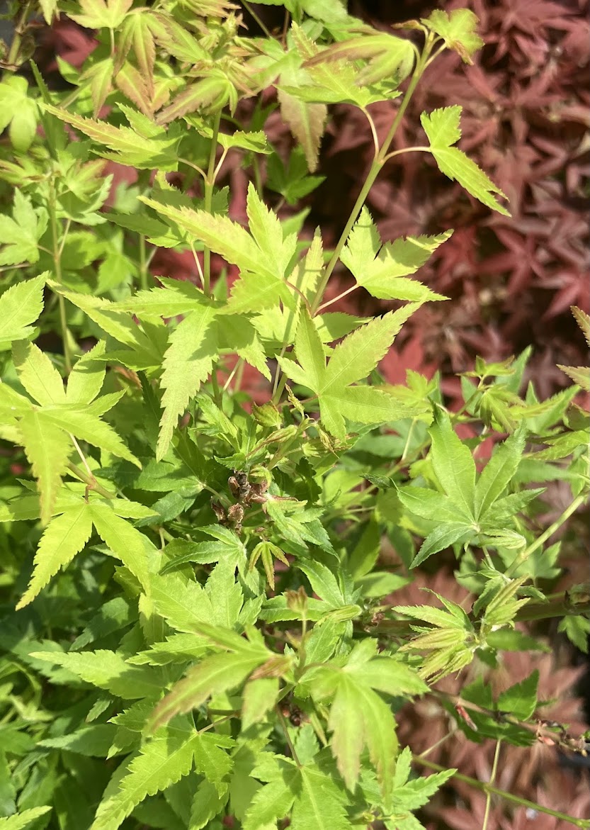 Acer palmatum 'Saiho'