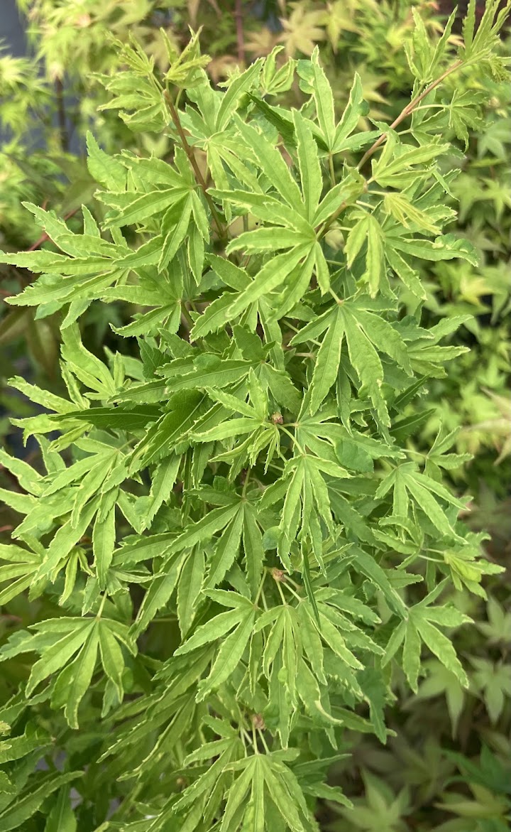 Acer palmatum 'Ao Kanzashi' Japanese Maple