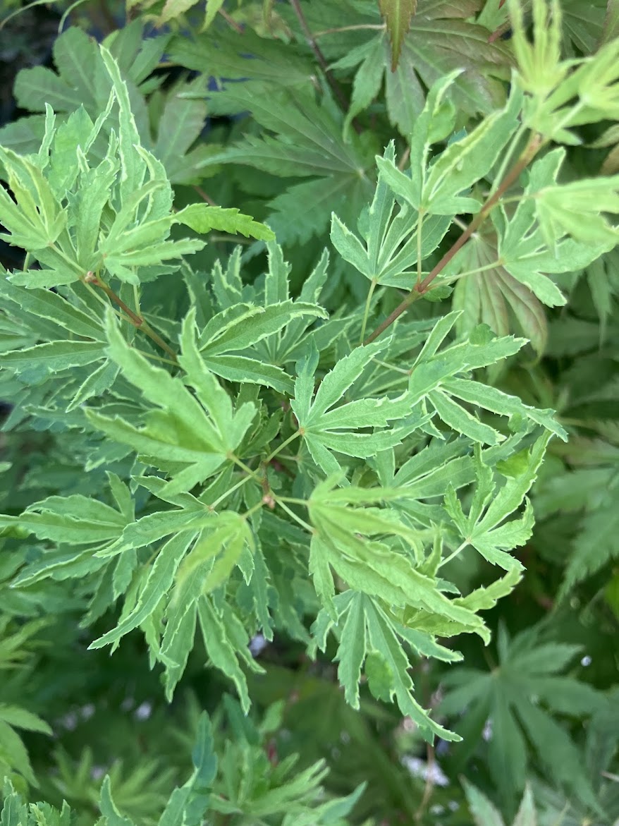 Acer palmatum 'Ao Kanzashi' Japanese Maple