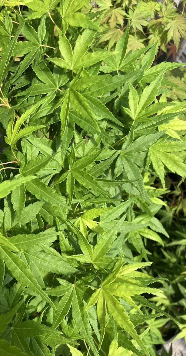 Acer palmatum 'Seiun Kaku'