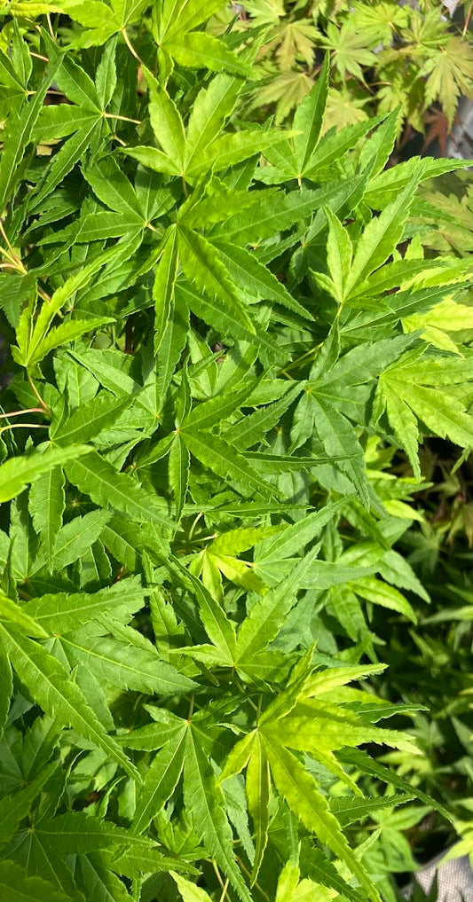 Acer palmatum 'Seiun Kaku'