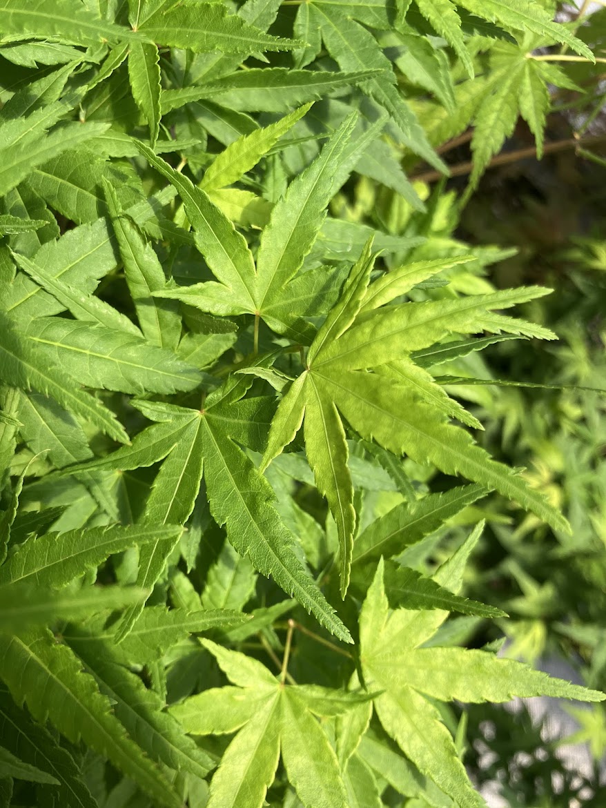 Acer palmatum 'Seiun Kaku'