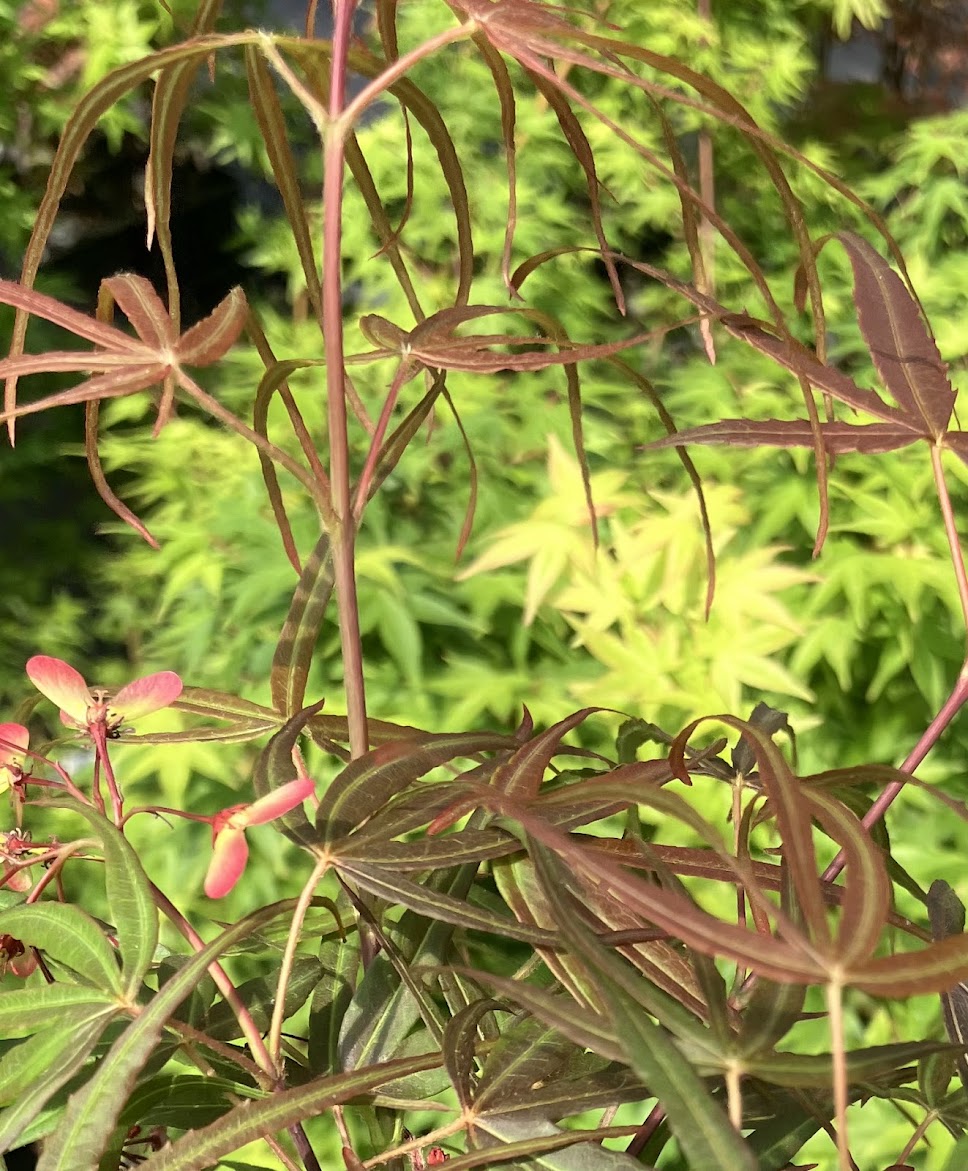 Acer palmatum 'Hubb's Red Willow'