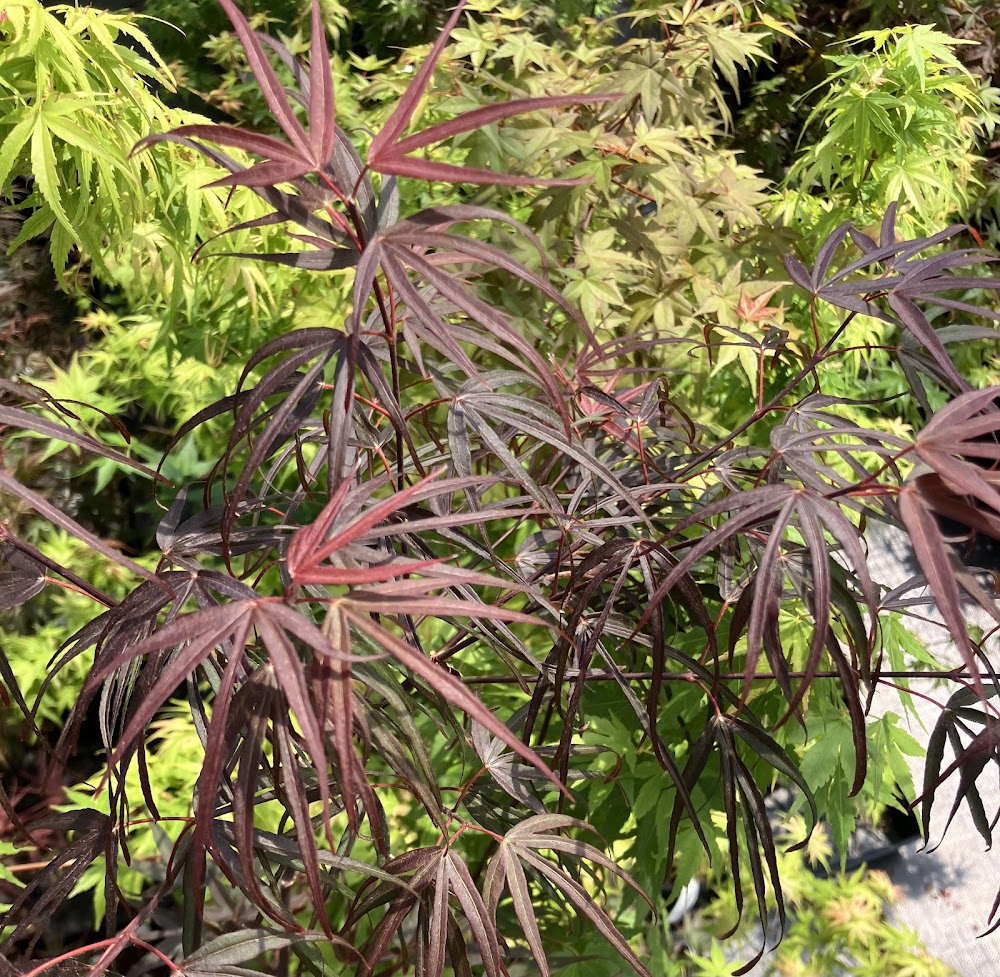 Acer palmatum 'Pun Kil'