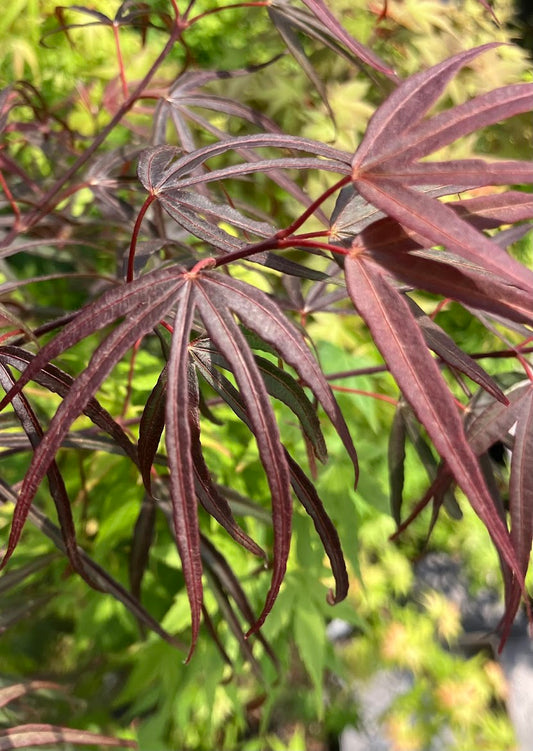 Acer palmatum 'Pun Kil'