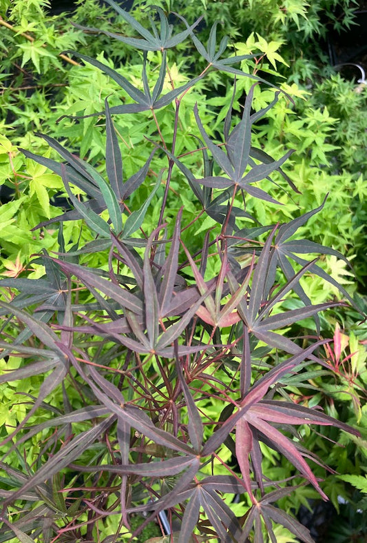 Acer palmatum 'Enkan'