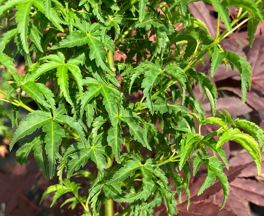 Acer palmatum 'Meijishi'
