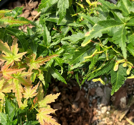 Acer palmatum 'Roja Yatsubusa'