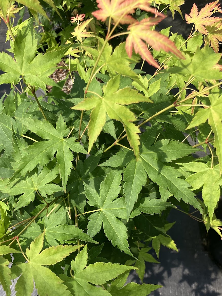 Acer palmatum 'Kashima Yatsubusa' Dwarf Japanese Maple