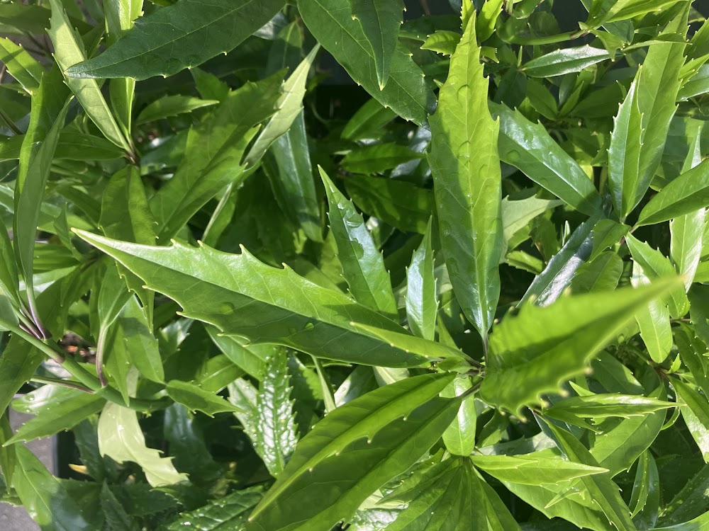 Aucuba japonica f. longifolia