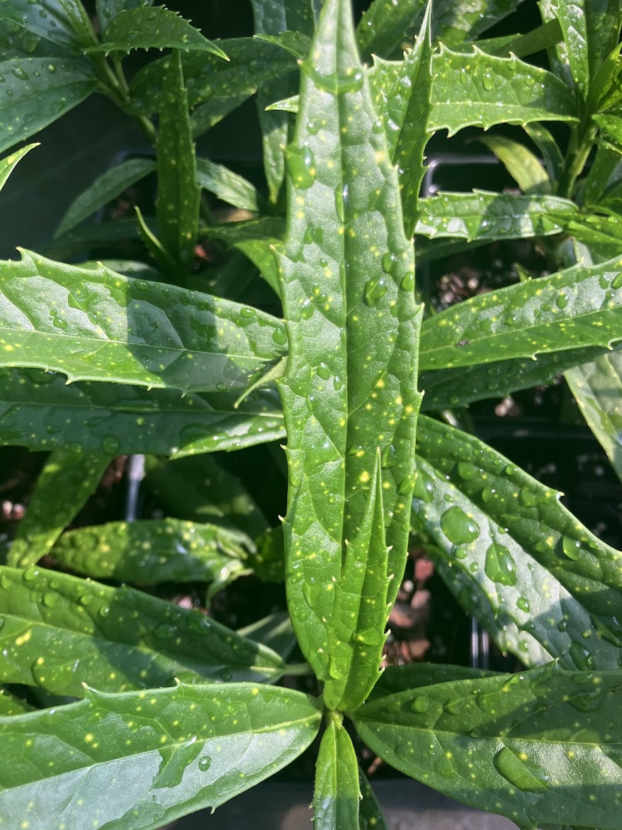 Aucuba himalaica var. dolichophylla