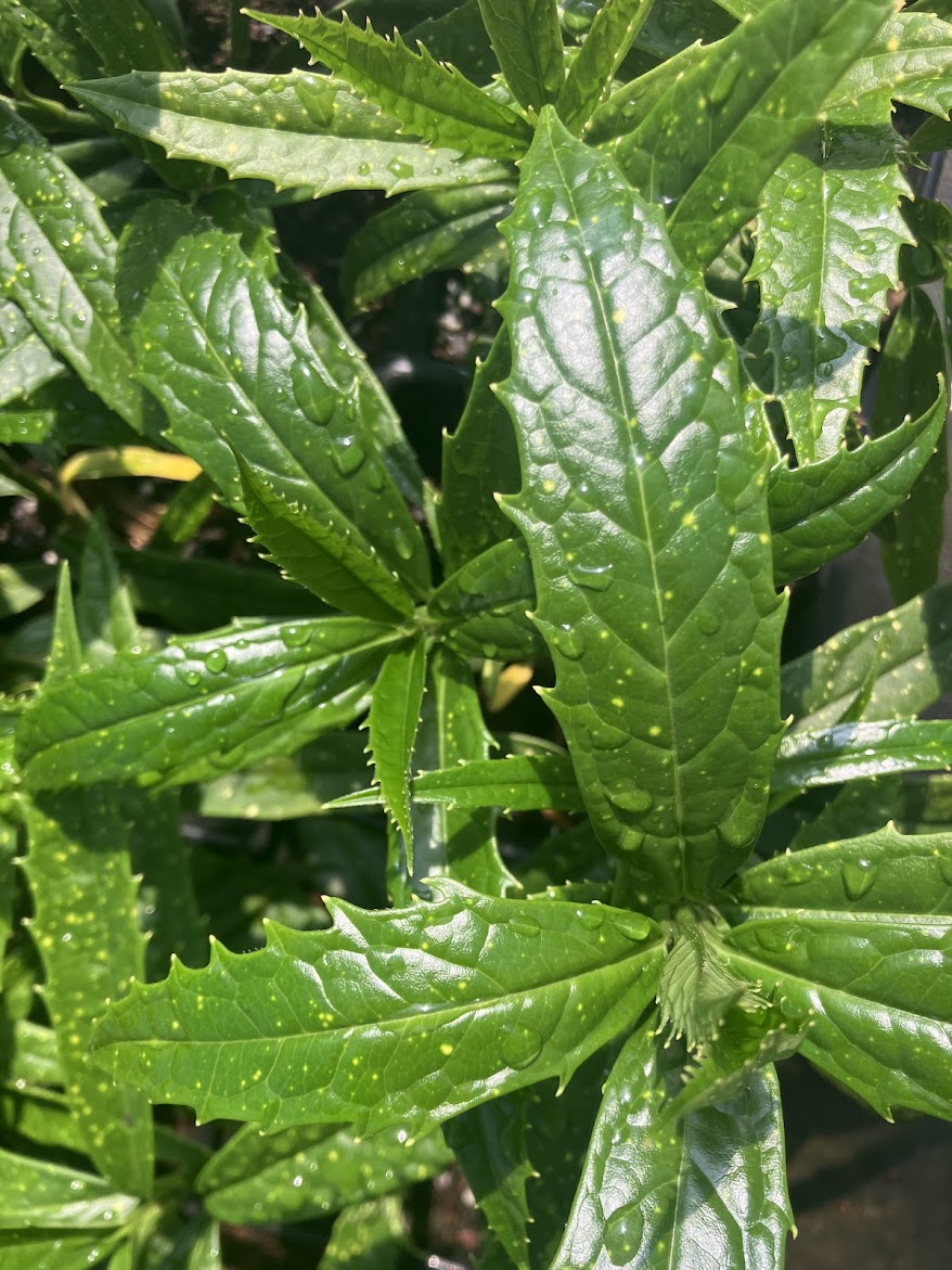 Aucuba himalaica var. dolichophylla