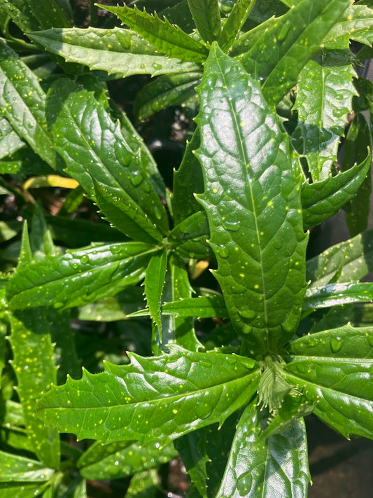 Aucuba himalaica var. dolichophylla