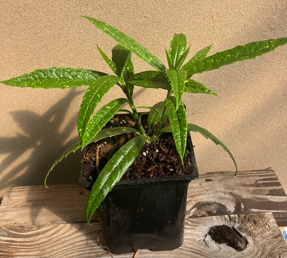 Aucuba himalaica var. dolichophylla