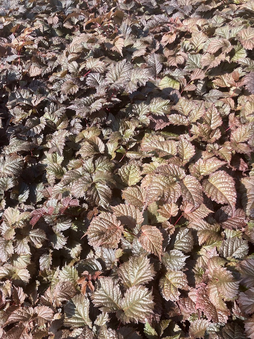 Astilbe thunbergii 'Chocolate Shogun'