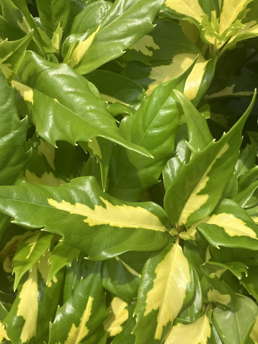 Aucuba japonica 'Meigetsu'