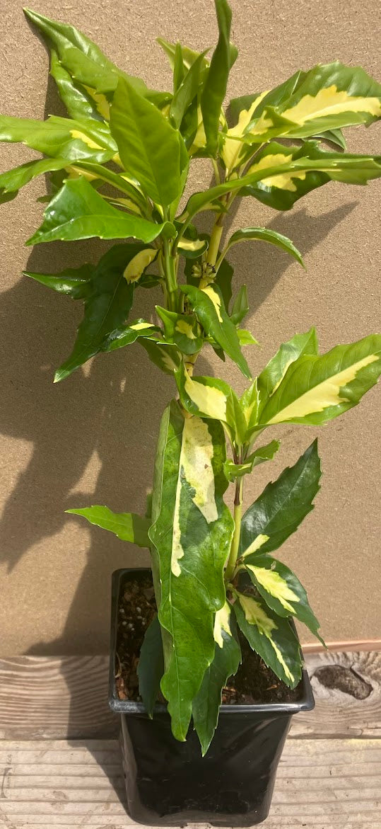 Aucuba japonica 'Meigetsu'