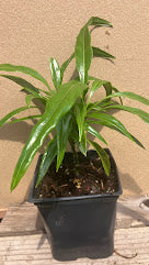 Aucuba japonica 'Fujikawa'