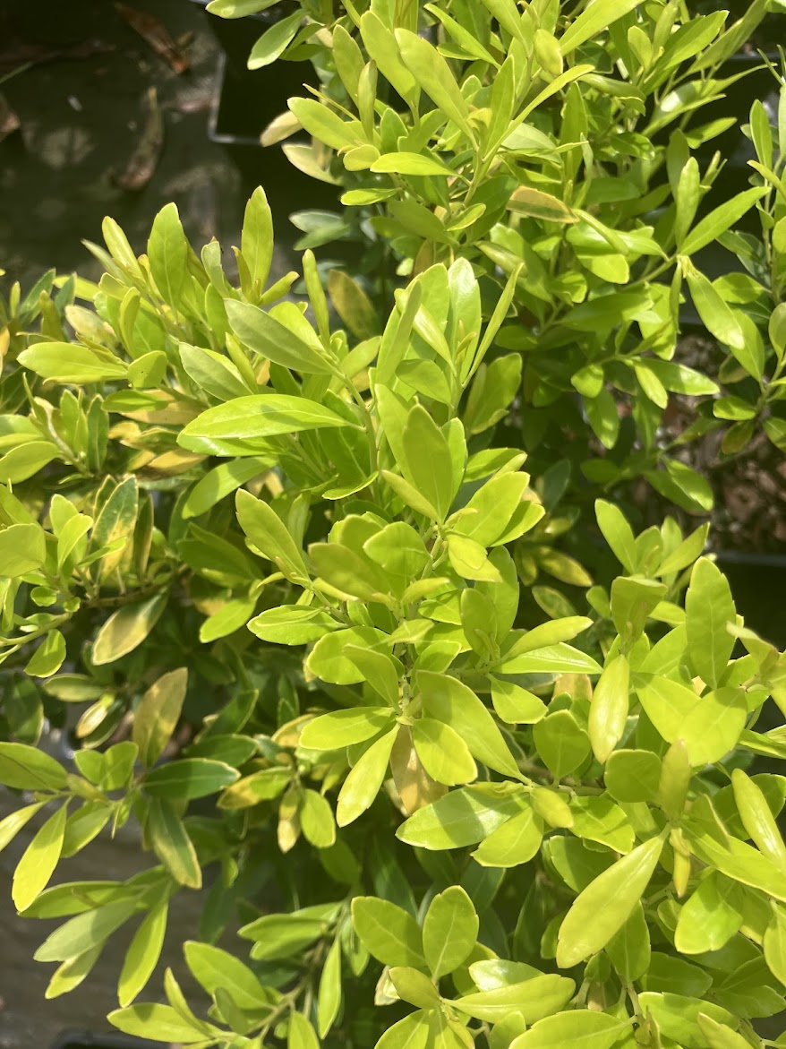 Ilex glabra 'All Gold'