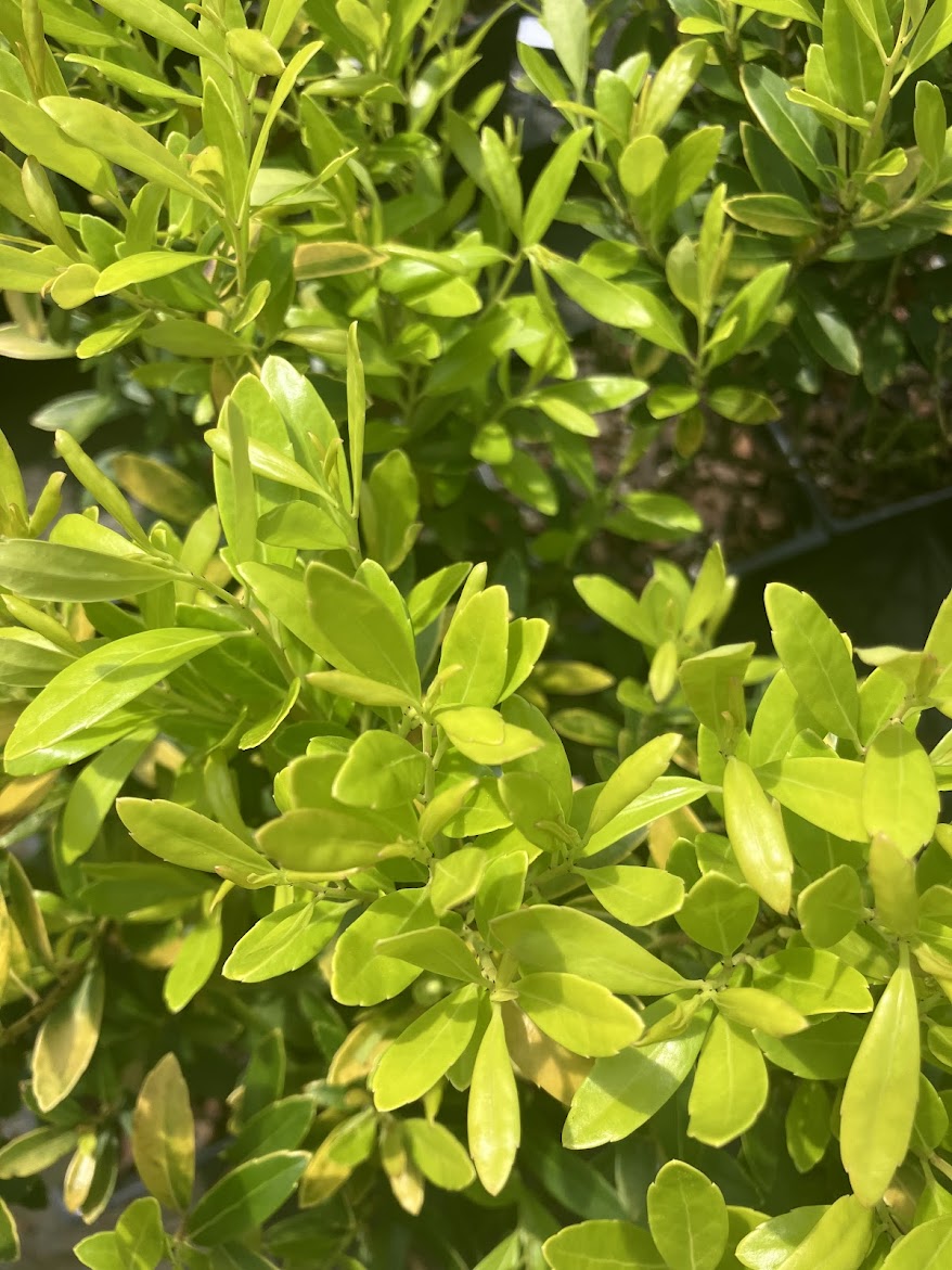 Ilex glabra 'All Gold'