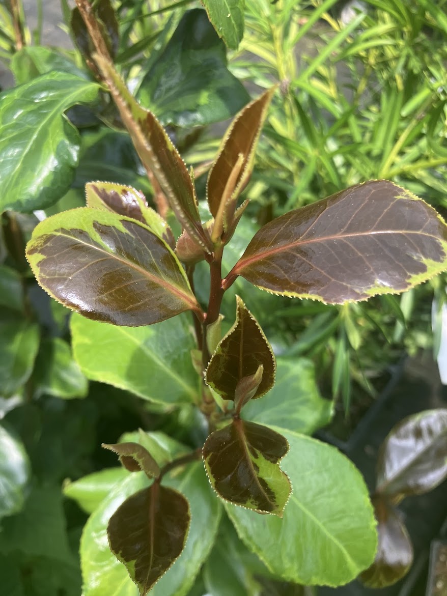 Camellia japonica ‘Mars Attack’ - EXCLUSIVE NEW RELEASE, GARDEN TREASURES INTRODUCTION. VERY RARE!