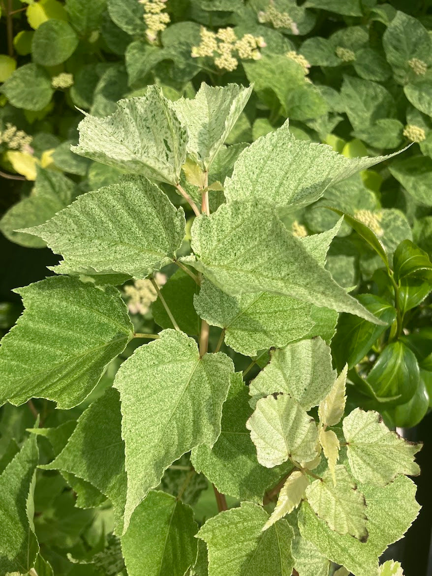 Acer caudatum "Variegated"