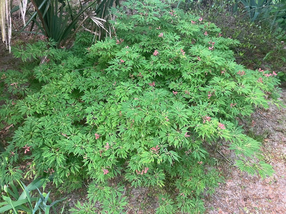 Acer japonicum 'Green Cascade'