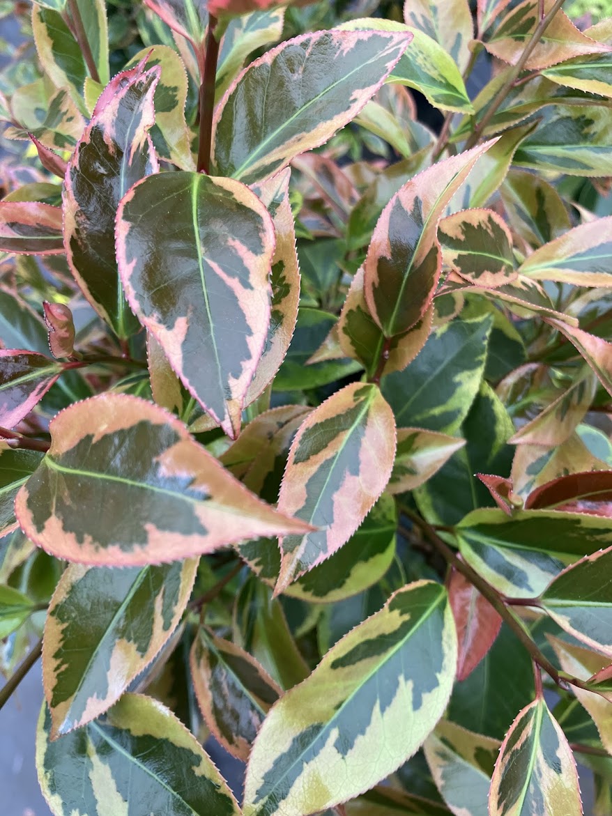 Camellia 'Gordon's Flash' - EXCLUSIVE NEW RELEASE