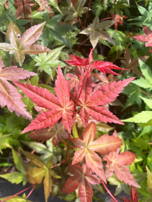 Acer palmatum 'Oki Kasane' Japanese Maple