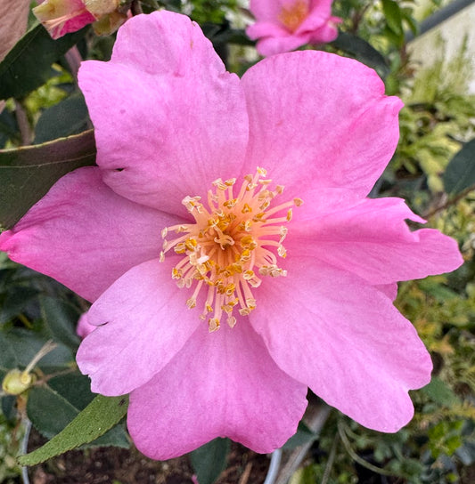 Camellia x 'Rosa Marie' NEW