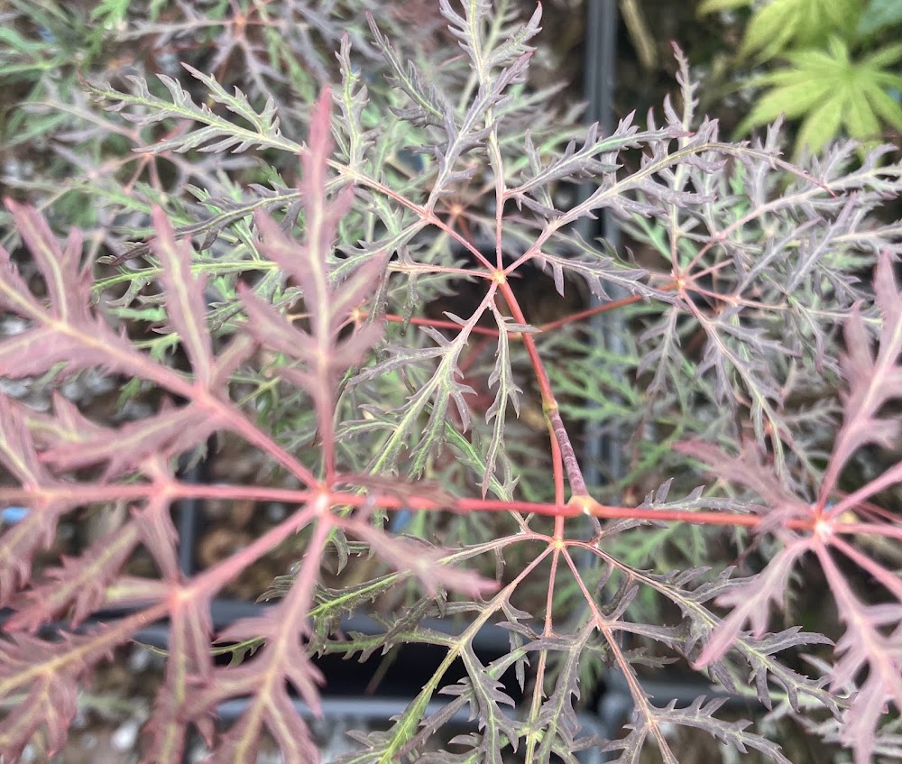 Acer palmatum 'Beni Kumo No Su'