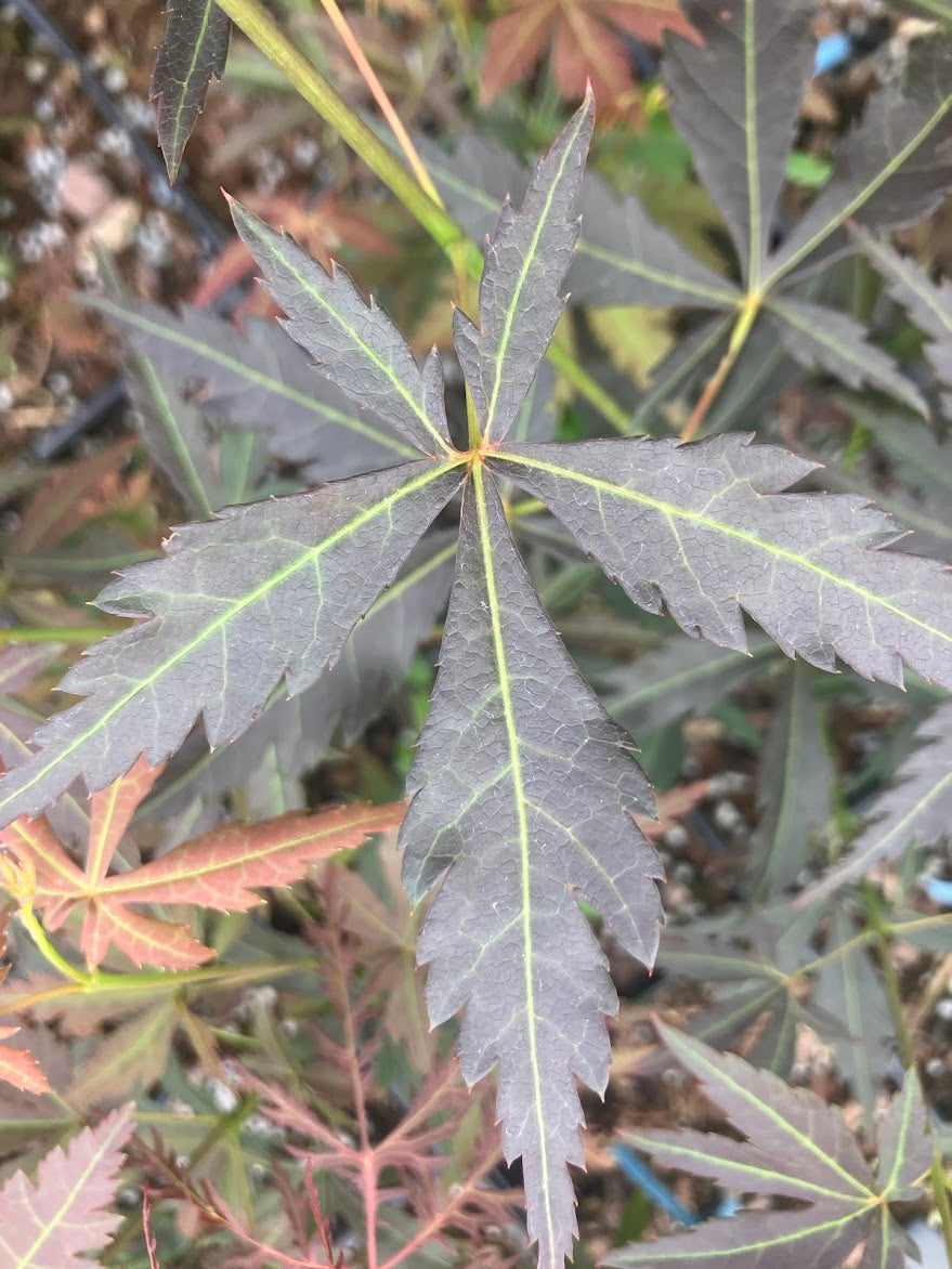 Acer palmatum 'Orion'