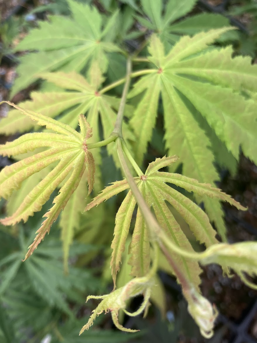 Acer palmatum 'Tiger Rose' – Garden Treasures Nursery
