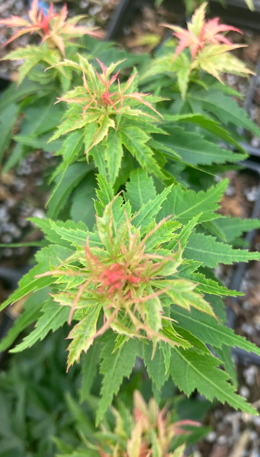 Acer palmatum 'Hupp's Dwarf'