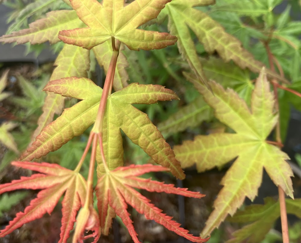 Acer palmatum 'Coral Magic'