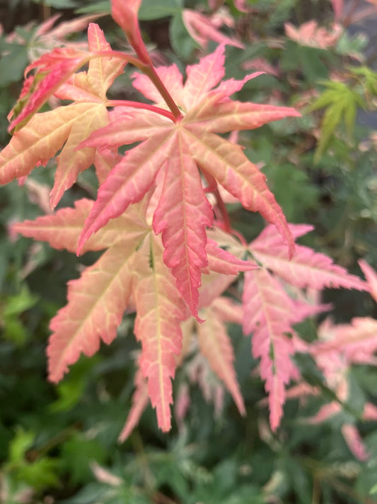 Acer palmatum 'Aizumi Nishiki'