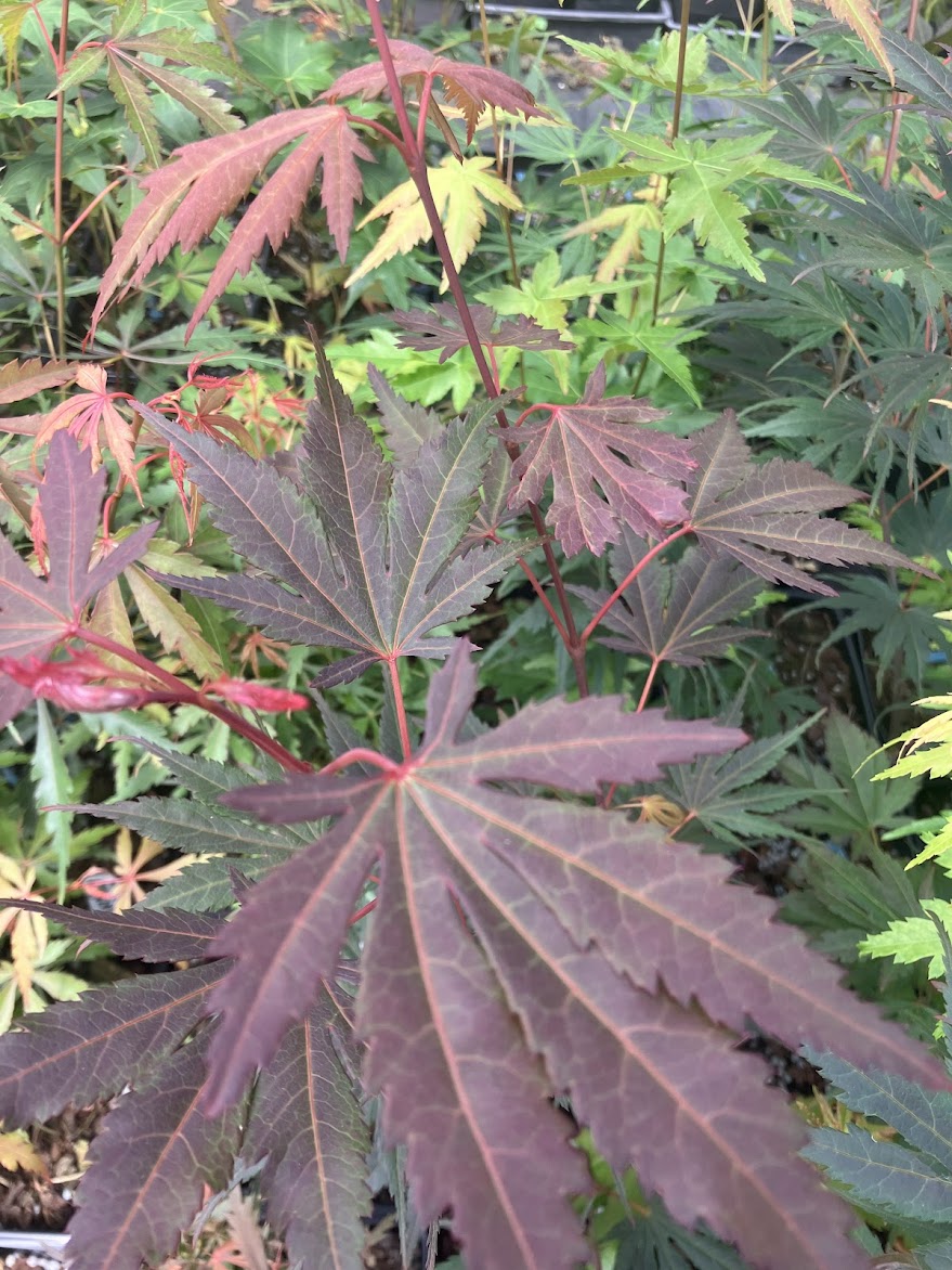 Acer palmatum 'Azuma Murasaki'