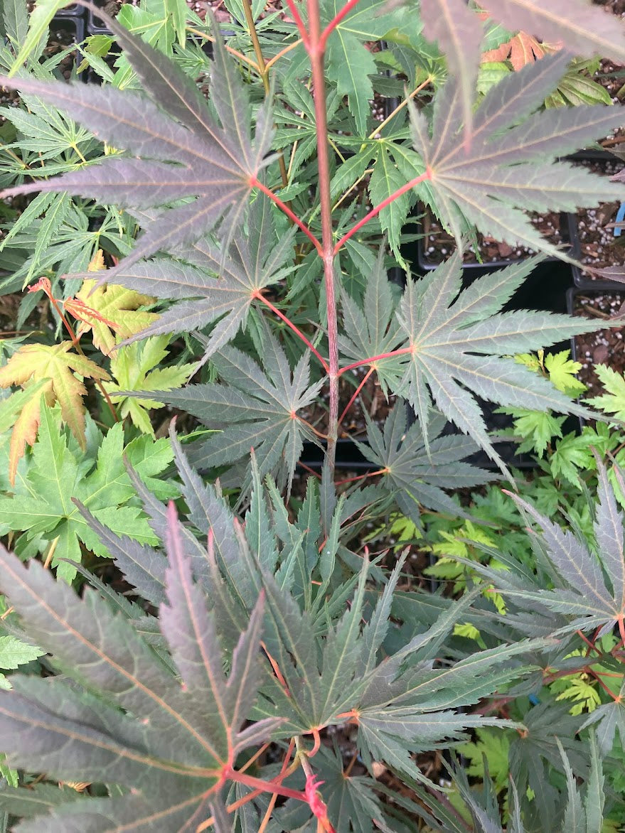 Acer palmatum 'Azuma Murasaki'