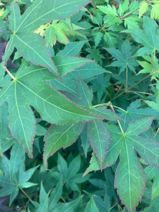 Acer palmatum 'Utsu Semi'
