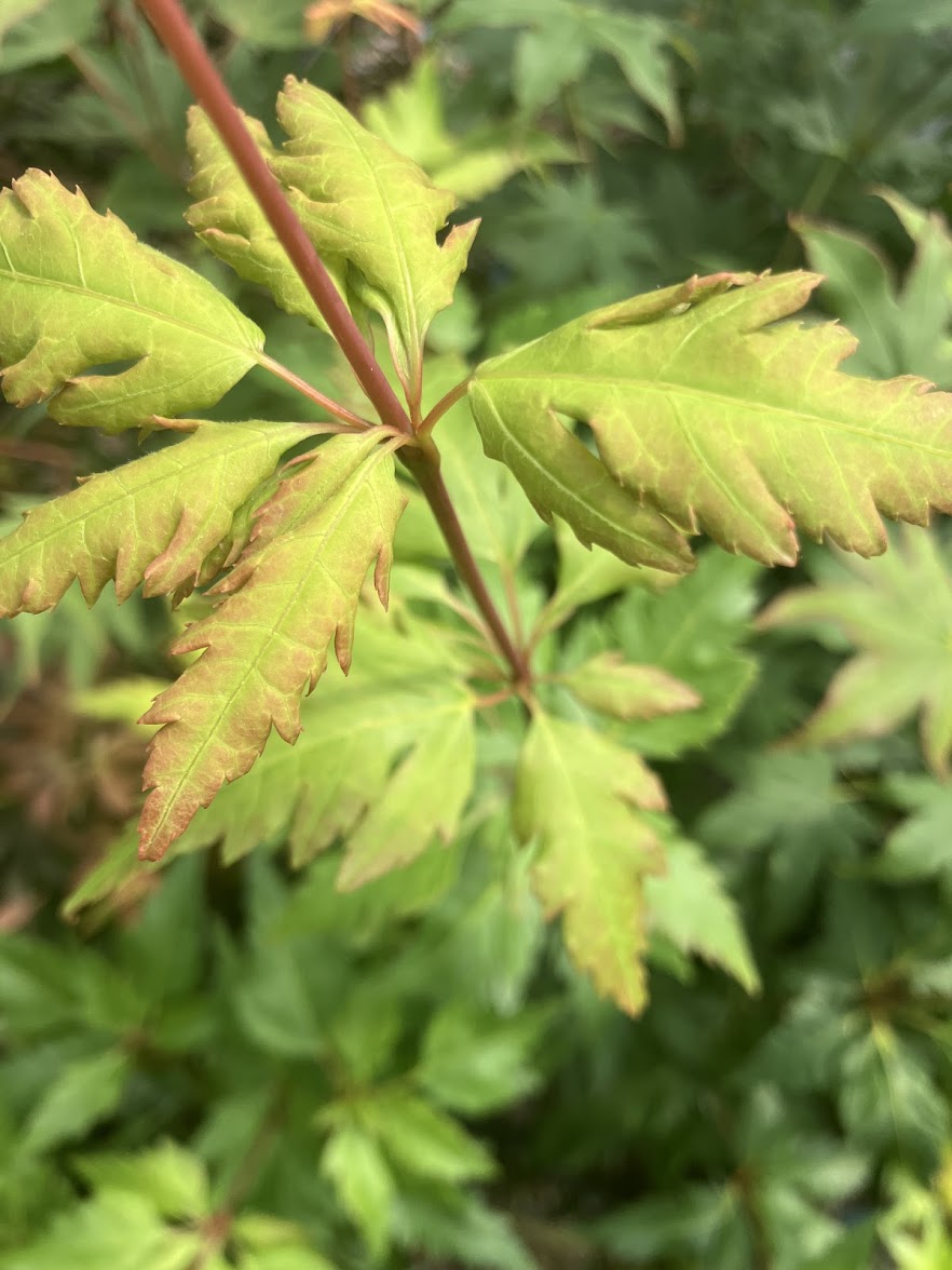 Acer palmatum 'Orange Hagoromo'