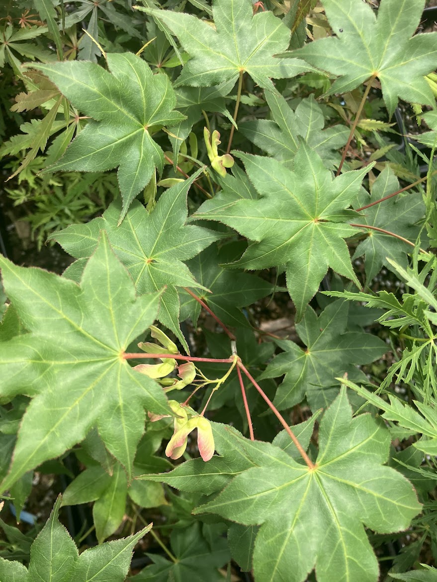 Acer palmatum 'Hiryu'