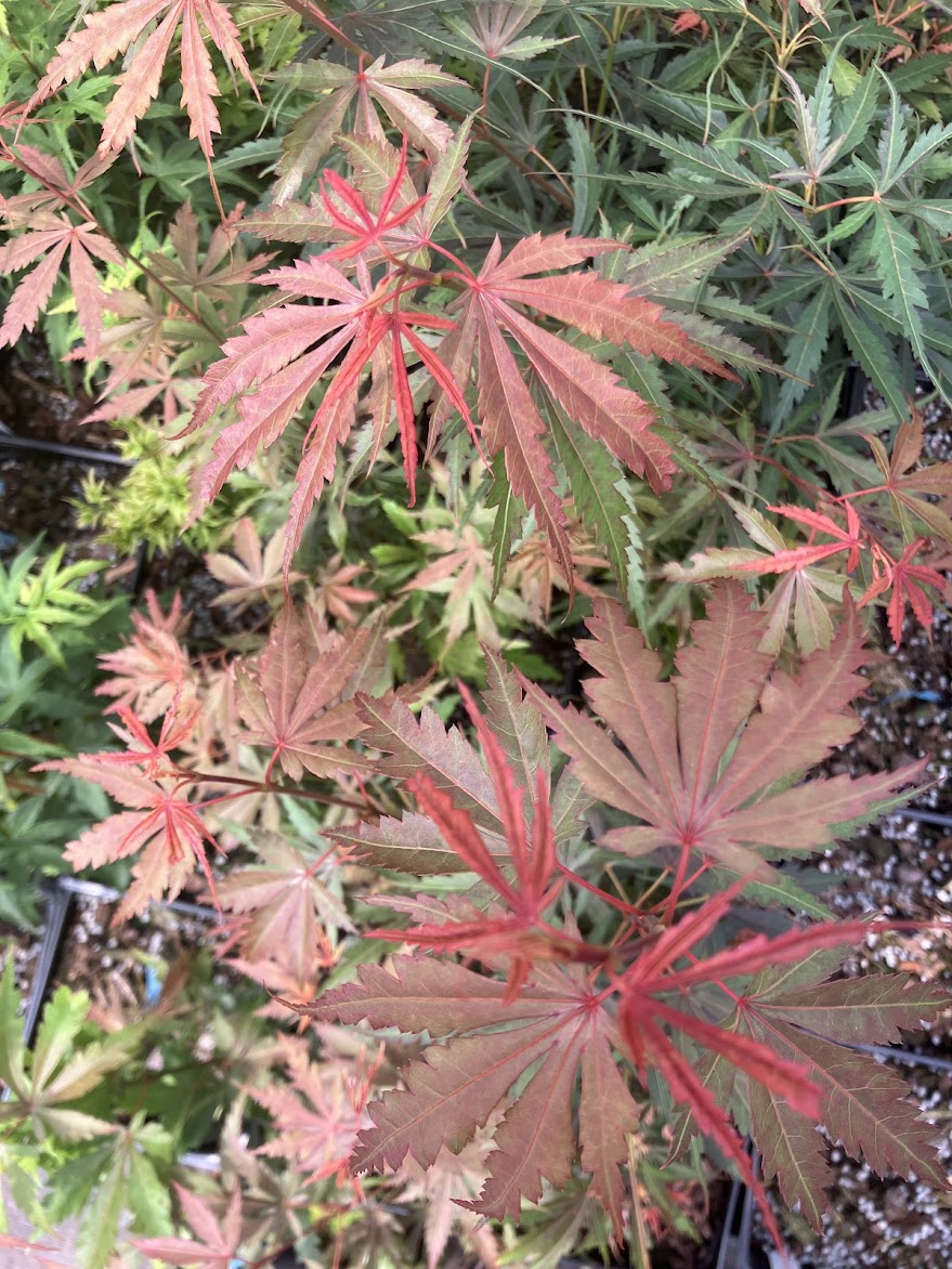 Acer palmatum 'Jerre Schwartz'