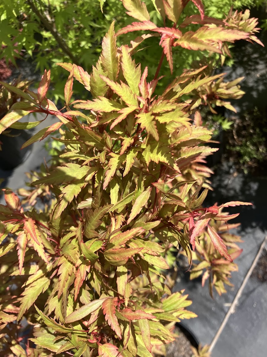 Acer palmatum 'Beni Hagaromo' Red Feather Leaf Japanese Maple