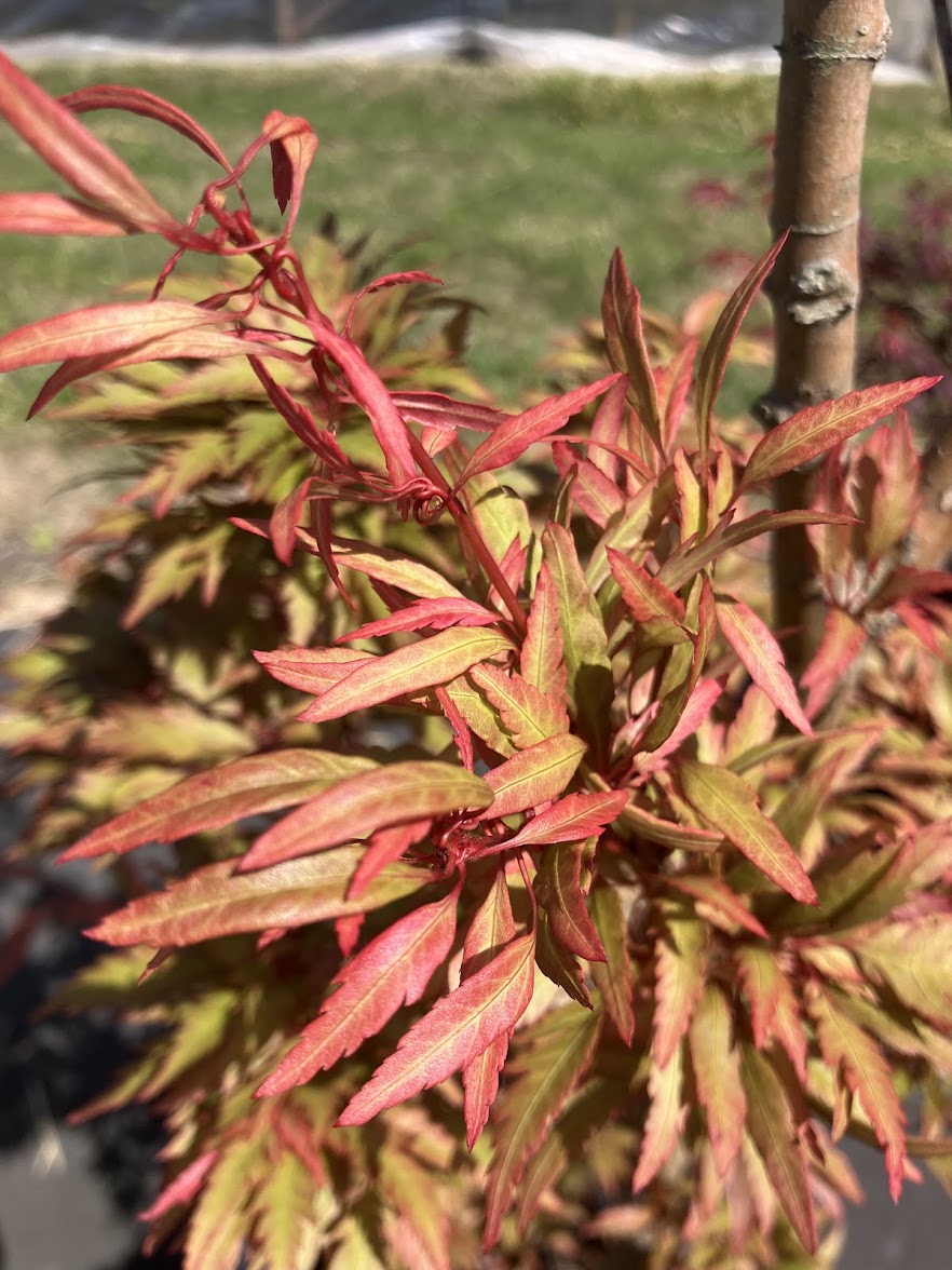 Acer palmatum 'Beni Hagaromo' Red Feather Leaf Japanese Maple