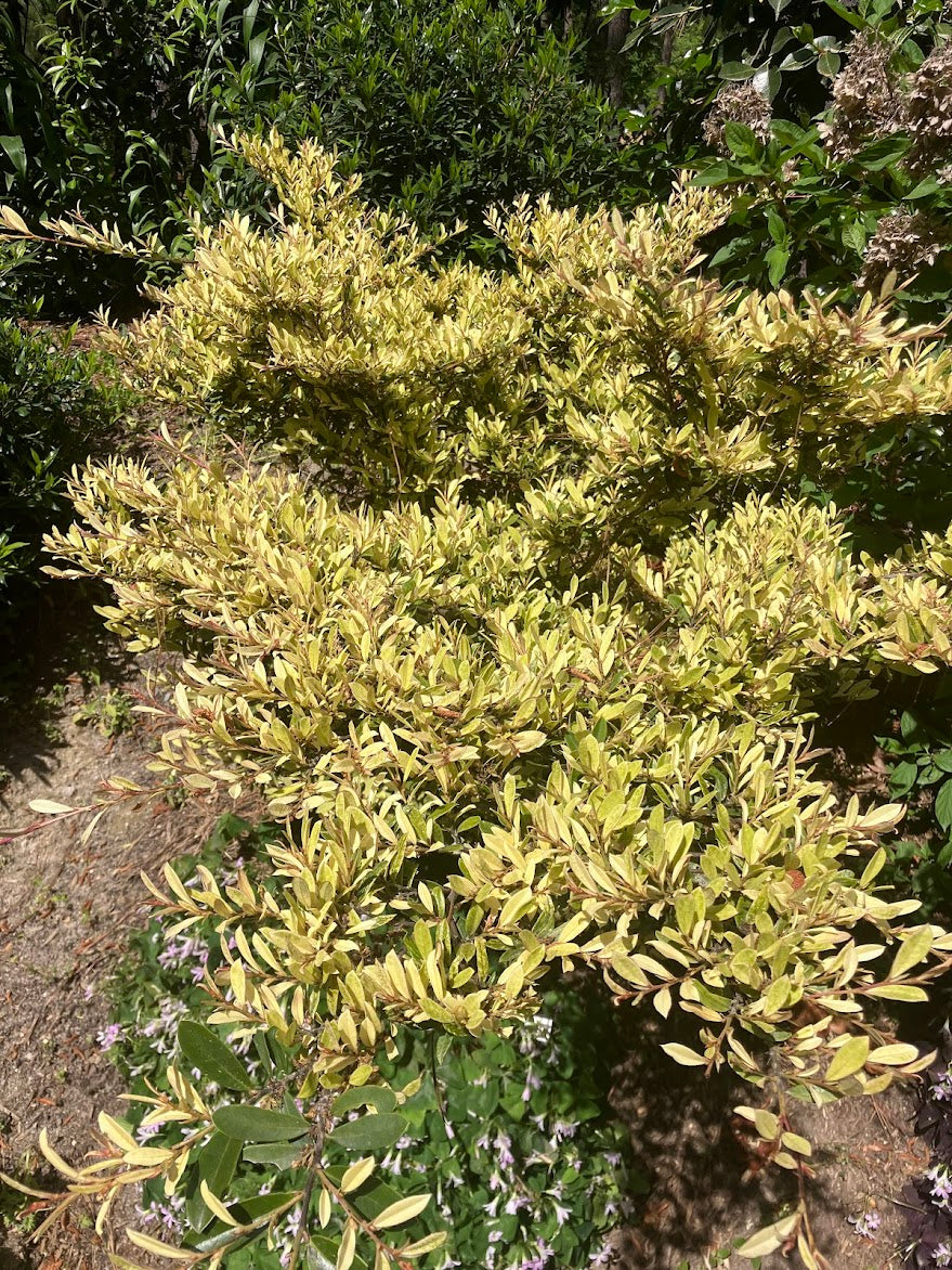 Distylium "Dr. Ishi's Variegated"