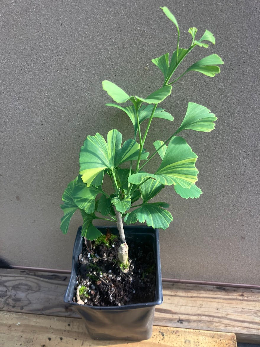 Ginkgo biloba 'Sunstream'