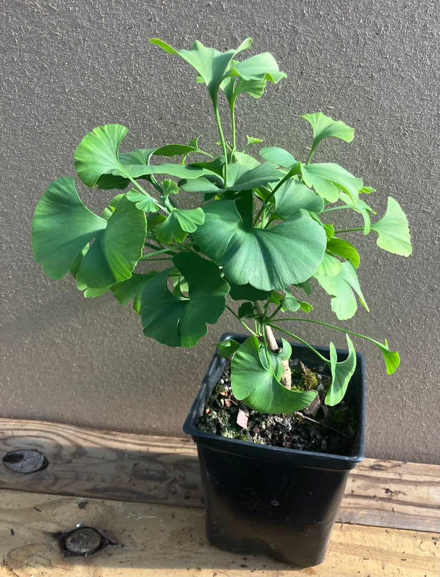 Ginkgo biloba 'Gnome'